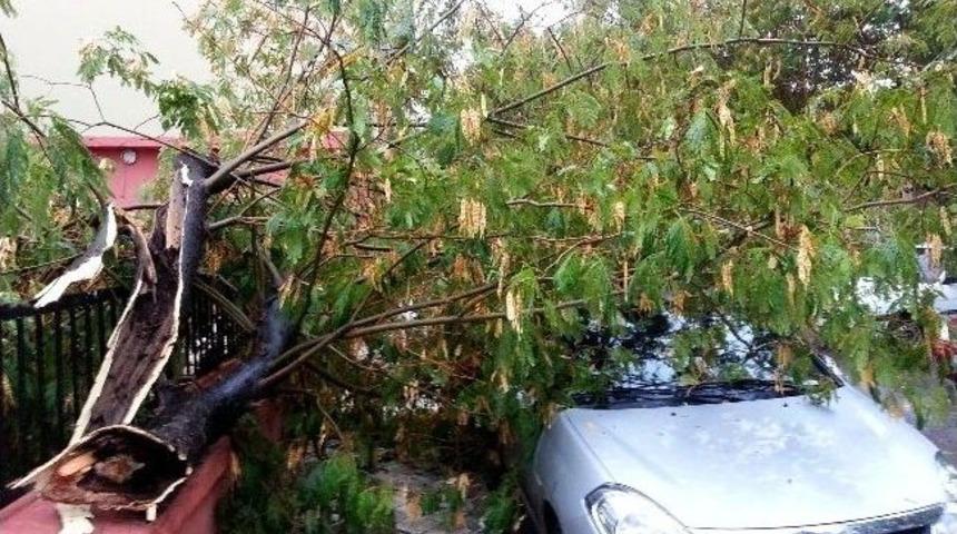 S&ouml;ke&rsquo;de Etkili Lodos Ve Sağanak Yağış