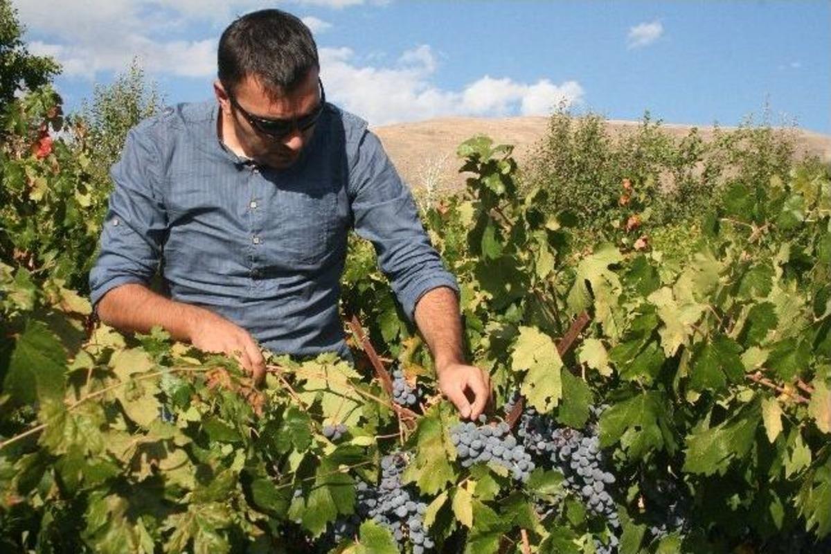 Şifa Kaynağı: Cimin &Uuml;z&uuml;m&uuml;&rsquo;nde Hasat S&uuml;r&uuml;yor