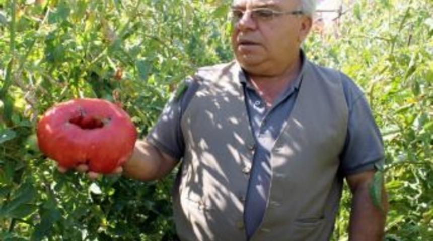 Dev Domates Yetiştirdi