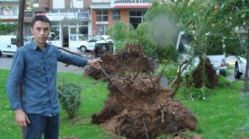 Aydın'da Fırtına Ağa&ccedil;ları Devirdi, &Ccedil;atıları U&ccedil;urdu