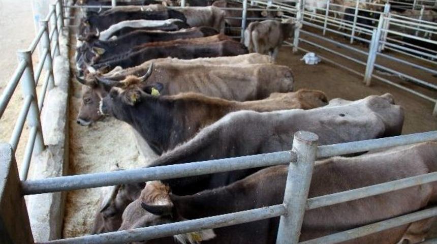 Diyarbakır&rsquo;da Kurbanlıklar Satışa Başladı