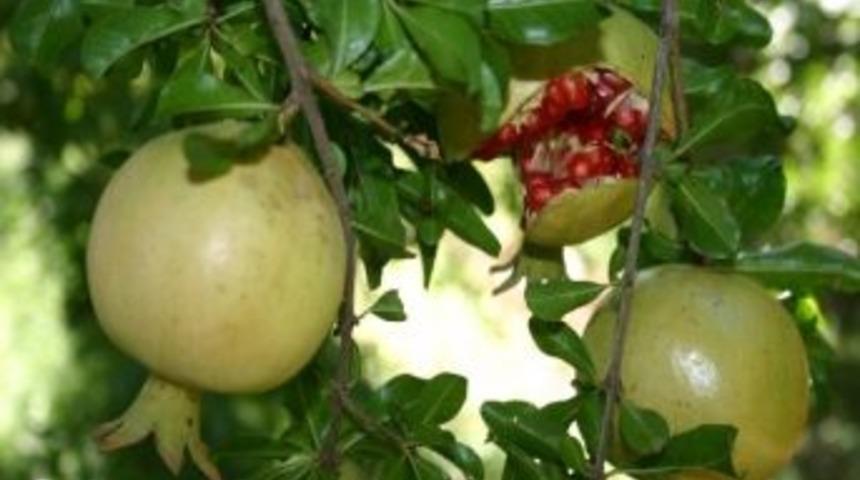 Şirvan'da 2. Zivzik Nar Ş&ouml;leni Yapılacak