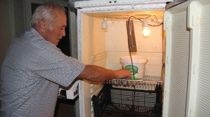 Buzdolabında 300 Bıldırcın &Uuml;retti