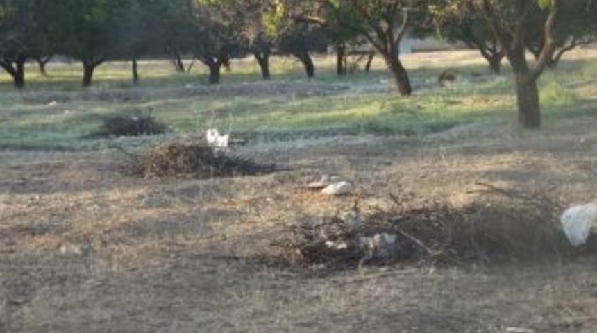 Kağızman&rsquo;da ağa&ccedil;ları &ouml;nce kuruttular, sonra kestiler