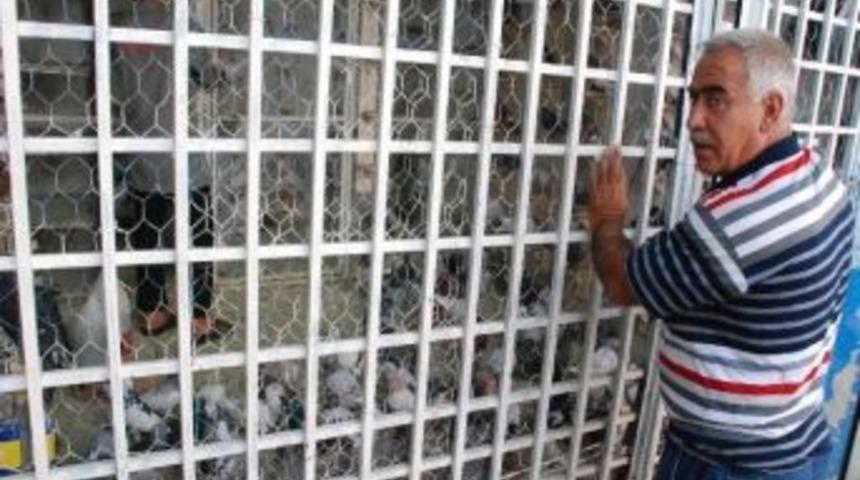 Bu Kuşlar Altından Daha Değerli