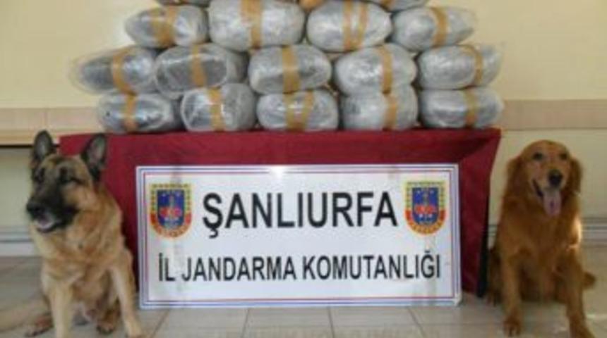 Jandarma 93 Kilogram Esrar Ele Ge&ccedil;irdi