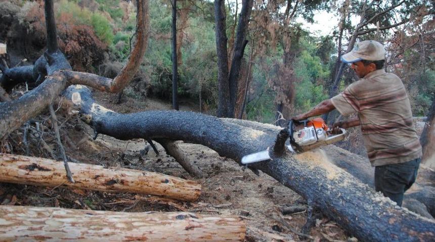 T&uuml;rkbeleni Yenide Yeşillendiriliyor