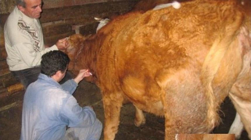 K&uuml;re&rsquo;de 5 Bin B&uuml;y&uuml;kbaş Hayvanın Aşılamasına Başlandı