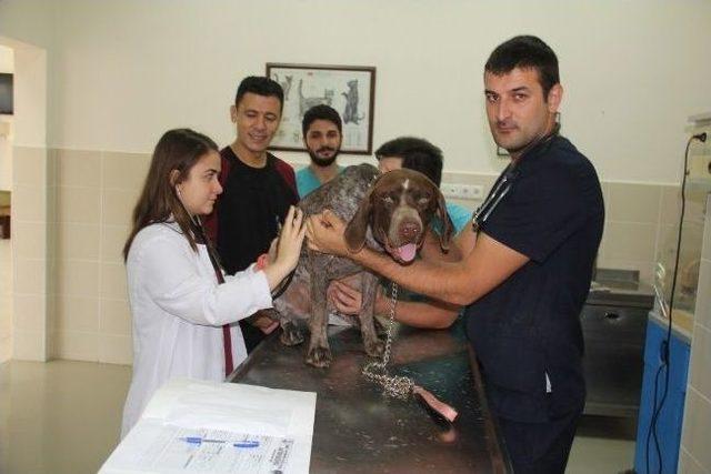Karadeniz&rsquo;in Tek Hayvan Hastanesi 1