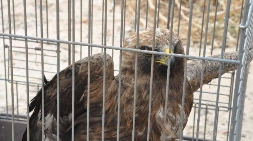 Oğlunun Tavuk Zannedip Yakaladığı Şahini Milli Parklar&rsquo;a Teslim Etti