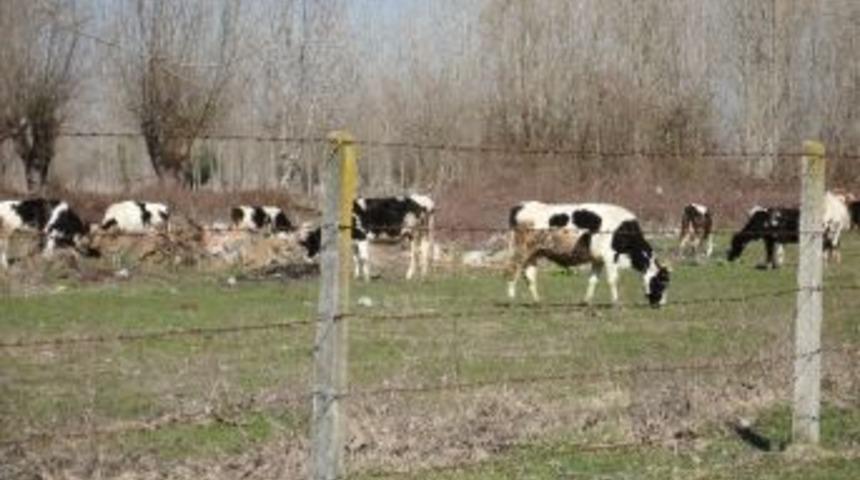 Kurbanda Bunlara Dikkat!