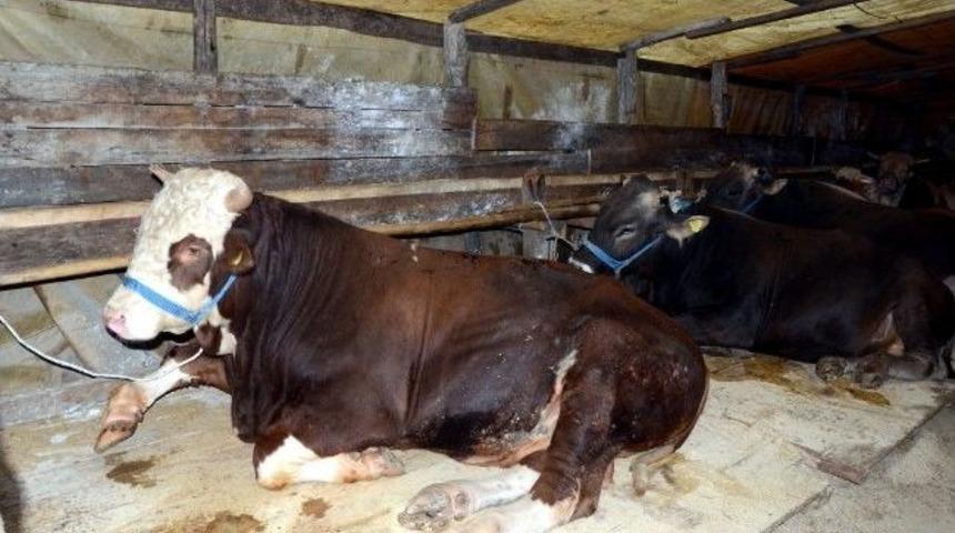 Kurban Pazarlarına Sıkı Denetim