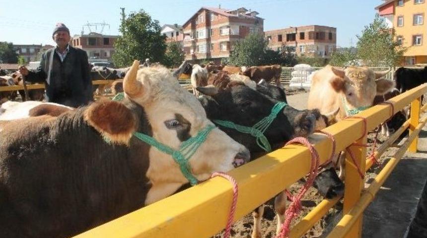 Kurbanlıkta &ldquo;pasaport&rdquo;a Dikkat