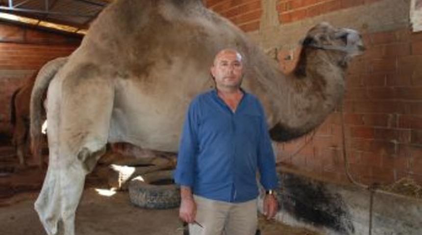 Araba fiyatına kurbanlık develer alıcılarını bekliyor