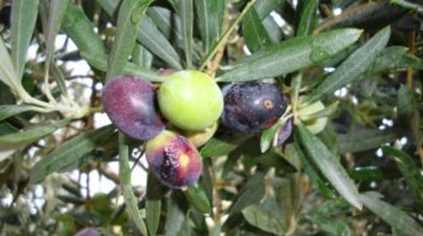 Demirci Ziraat Odası Zeytin Sineğine Karşı &Ccedil;ift&ccedil;ileri Uyardı