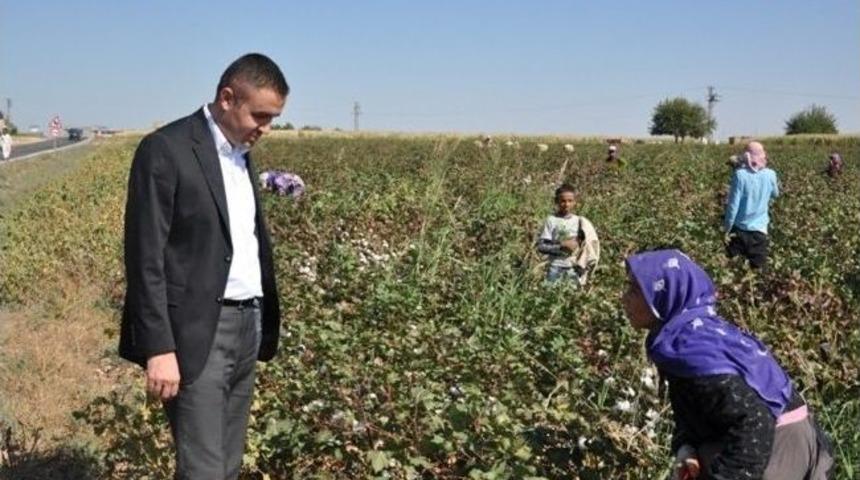 Ceylanpınar&rsquo;da Pamuk Hasadı