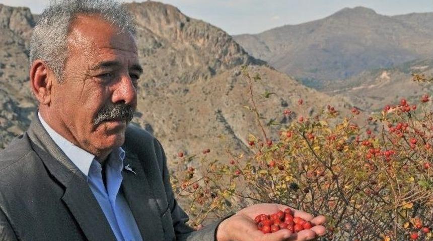 G&uuml;m&uuml;şhane&rsquo;de Kuşburnu Bolluğu