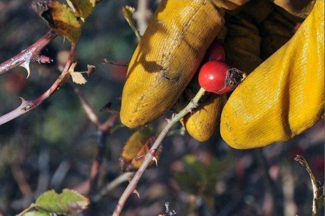 Gümüşhane’de Kuşburnu Bolluğu