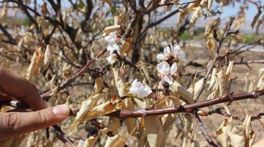 Kayısı Ağacı Sonbaharda &Ccedil;i&ccedil;ek A&ccedil;tı