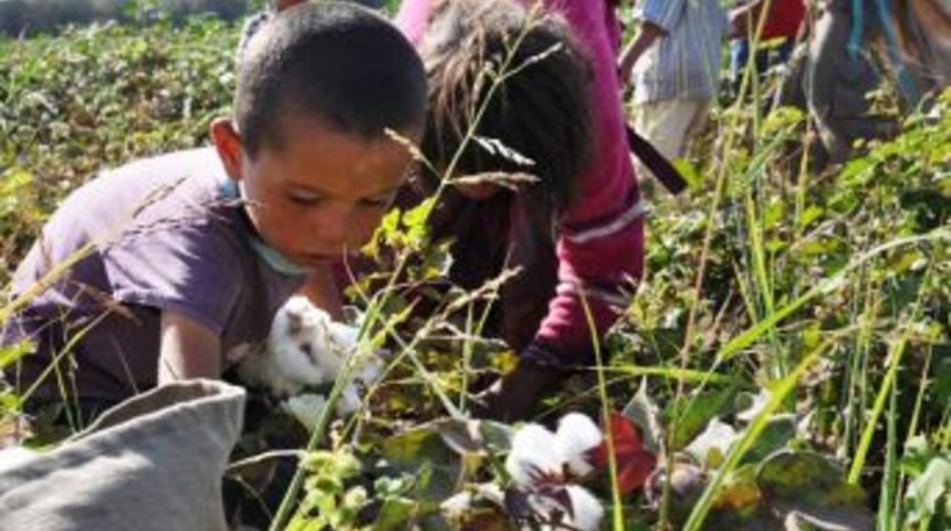 Tarladan &Ouml;ğrenci Toplayan Kaymakam, Ailelere Para Verecek