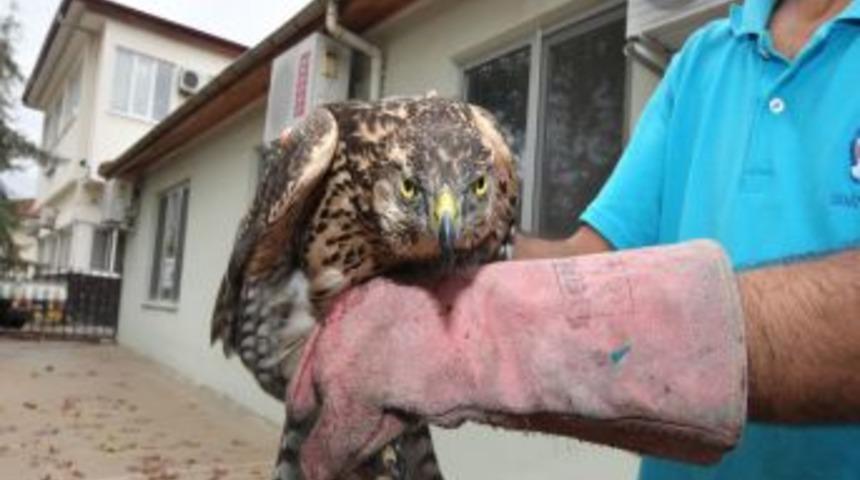 Yaralı Şahini Belediye Tedavi Ediyor