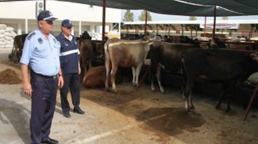 Zabıta Ekiplerinden Kurbanlık Pazarına Sıkı Denetim