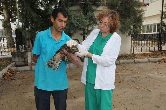 Yaralı Şahin  niyazi , Hayvan Kliniği&rsquo;nde Tedavi Altında 1