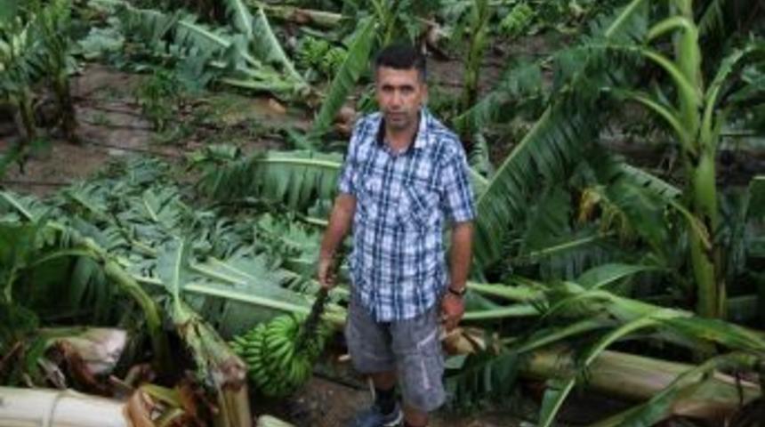 Hortum Alanya&rsquo;da Muz Bah&ccedil;elerinde Zarara Yol A&ccedil;tı