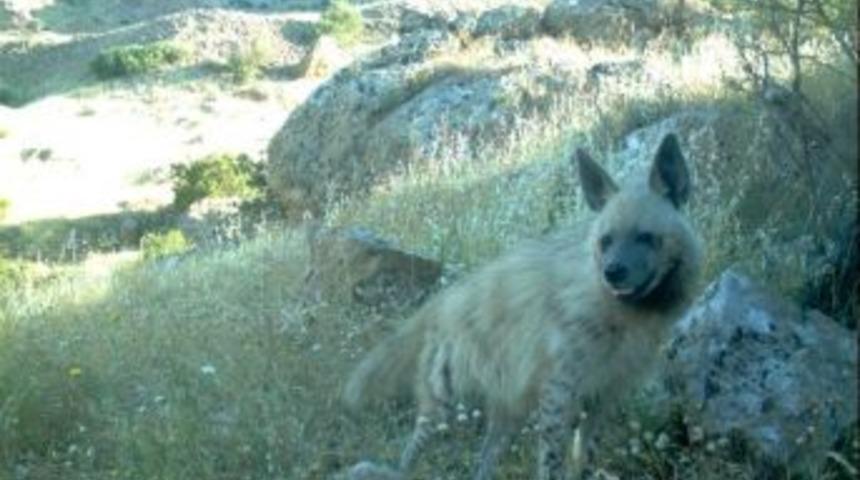 Şırnak'taki &Ccedil;izgili Sırtlanın Neslini Korumak İ&ccedil;in &Ccedil;alışma Başlatıldı
