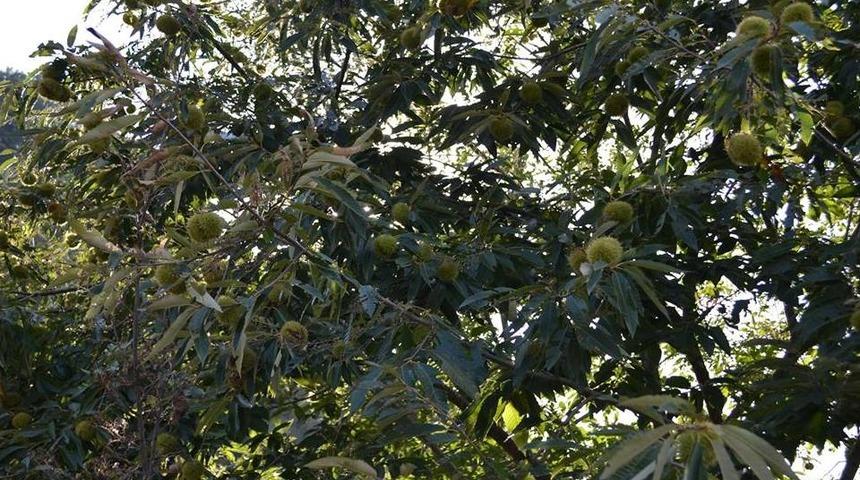 Kestane &Uuml;reticisine Moriqoule &Ccedil;&ouml;z&uuml;m&uuml;