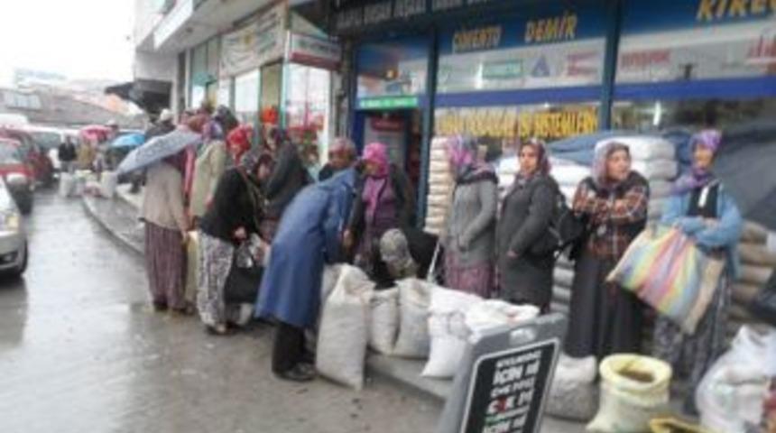 Alaplı'da Kestane ge&ccedil;im kaynağı oldu