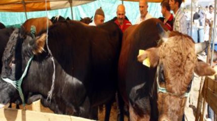 Kurbanlık Almak I&ccedil;in Son Haftayı Bekliyorlar