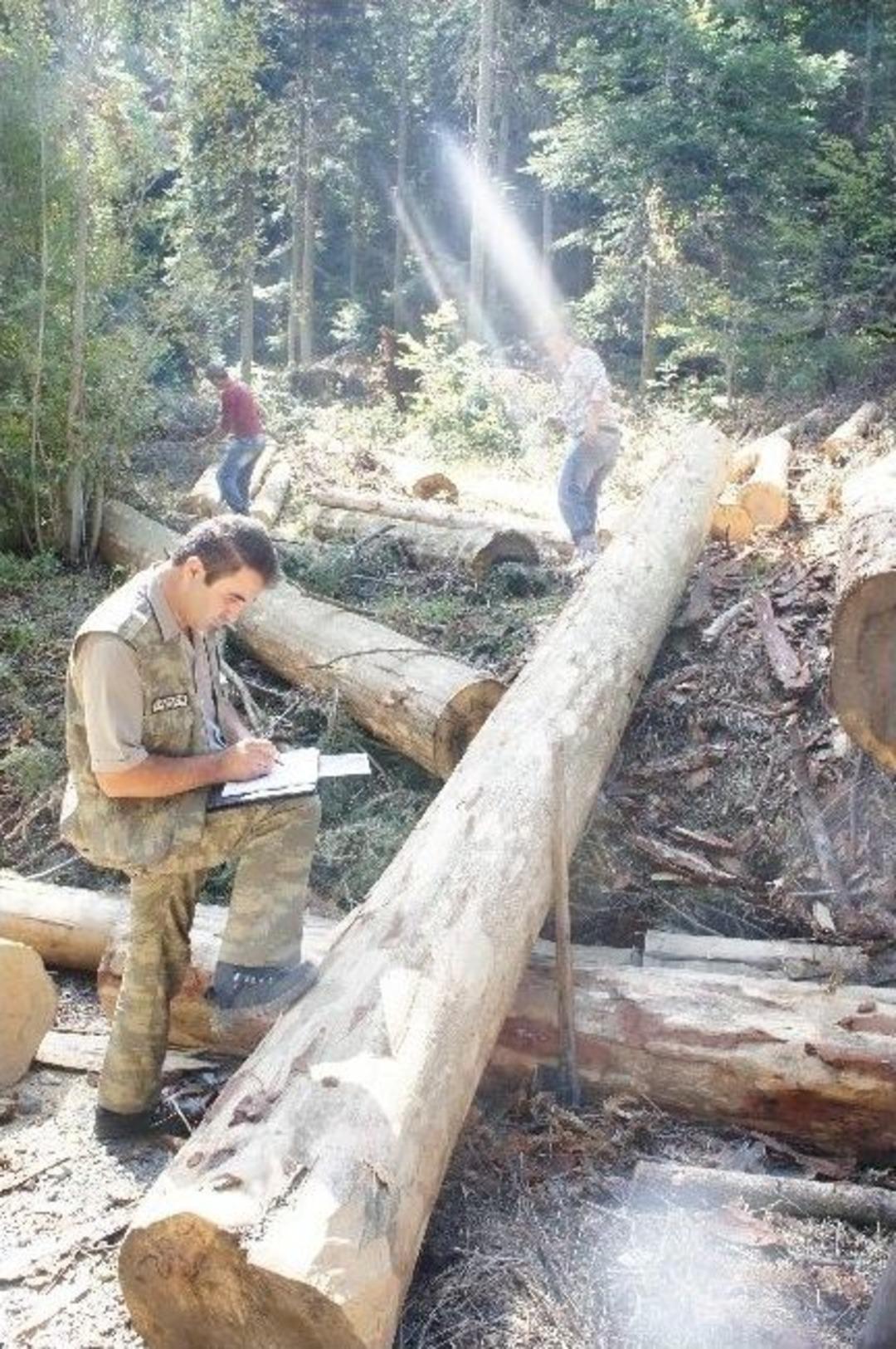 Kastamonu Odun &Uuml;retiminde 41 Milyon Lira Gelir Elde Etti