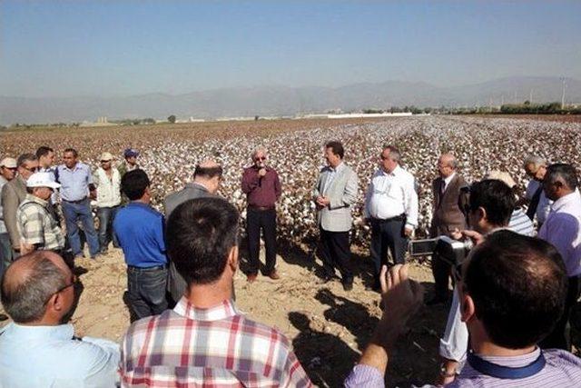 Nazilli Çiftçisi Pamuk Hasatı İle İlgili Olarak Bilgilendirildi