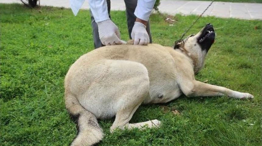 G&ouml;lbaşı&rsquo;nda &Uuml;cretsiz Kuduz Aşısı Kampanyası