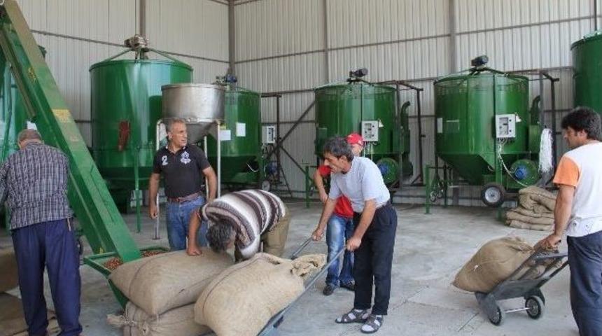 Fındıkta Makine İle Kurutmaya Talep Arttı