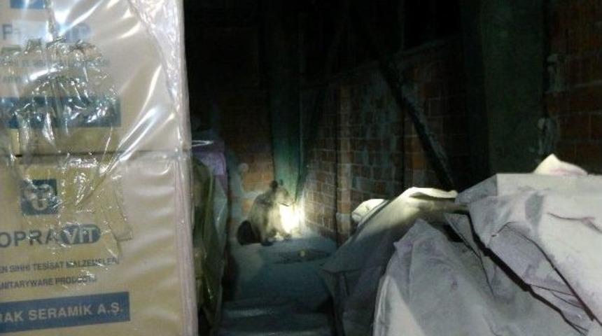 Bilecik'te Ayı Kurtarma Operasyonu