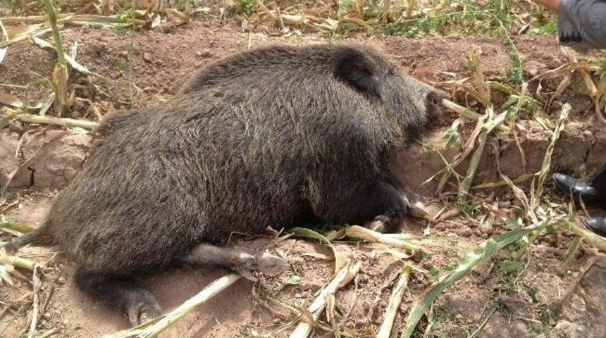 Aksaray&rsquo;da Yaban Domuzu Korkusu