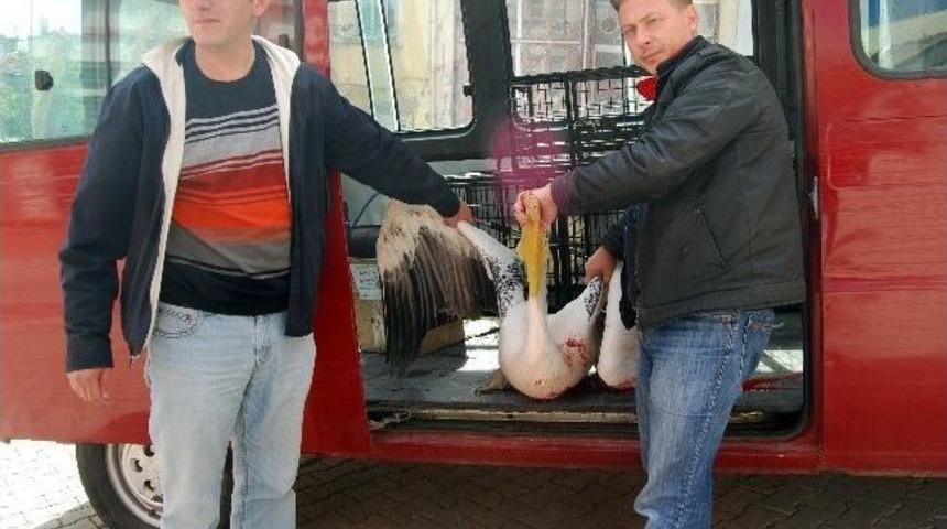 Yaralı Pelikana Yardım Eli