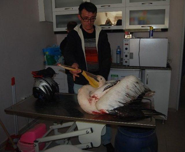 Yaralı Pelikana Yardım Eli 1