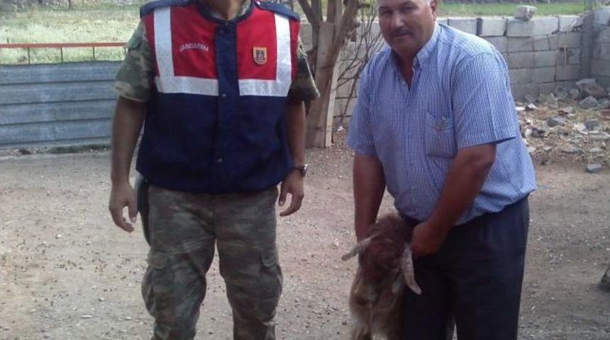 Jandarma, Kurban Bayramı &Ouml;ncesi Vatandaşları Uyardı