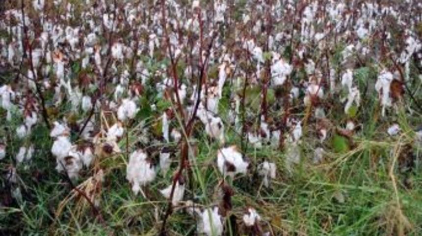 S&ouml;keli Fabrikacı Ve T&uuml;ccarlar Rutubetli Pamuk Toplanmasını İstemiyor