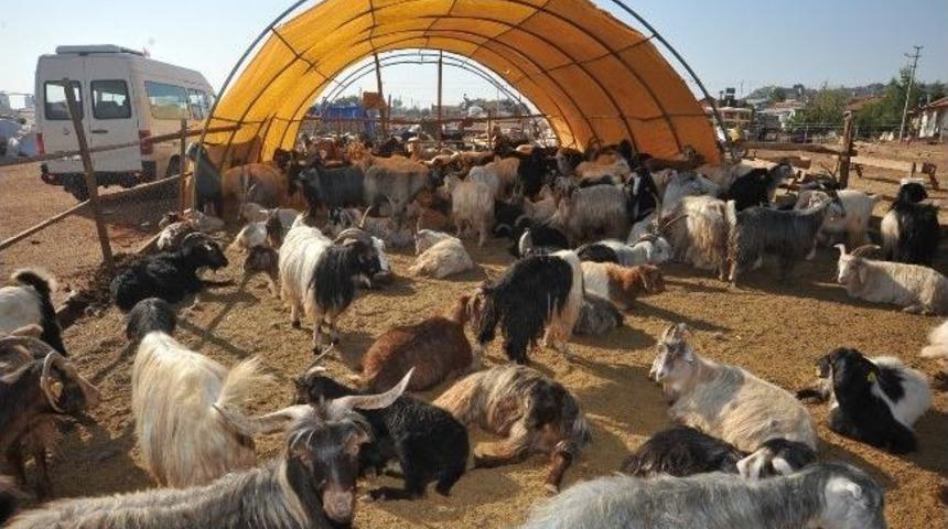 Kepez Kurban Bayramı&rsquo;na Hazır