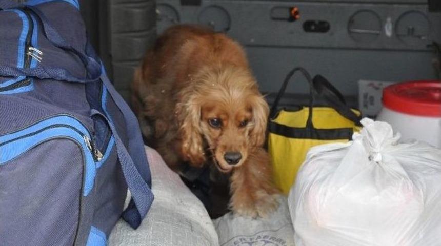 Narkotik Köpeği 'leydi' Yolcu Otobüsünde Esrar Buldu