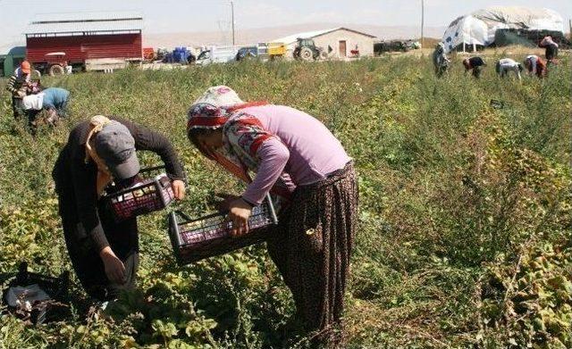 Gevaşlı Çiftçinin Teşvik Sıkıntısı