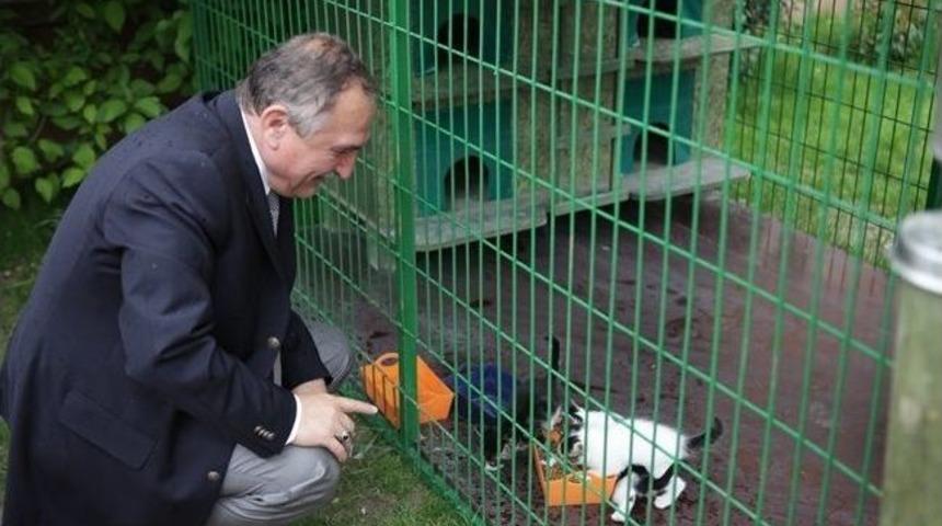 Bolu'daki Kedi Sığınma Evlerinin Sayısı Artıyor