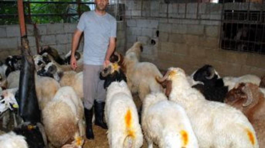 İskenderun'da Kurbanlıklar G&ouml;r&uuml;c&uuml;ye &Ccedil;ıktı