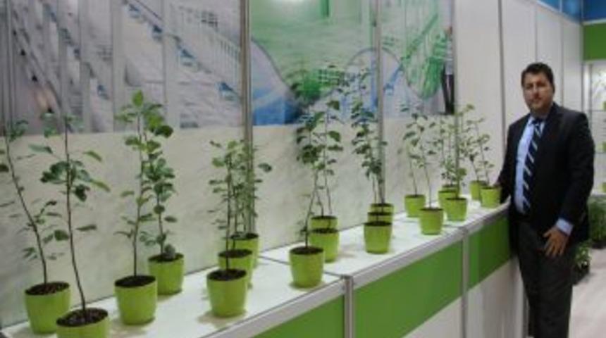 Laboratuvarda Klonlanan Meyve Ağa&ccedil;ları Ile 1-2 Yılda &Uuml;r&uuml;n Alınıyor