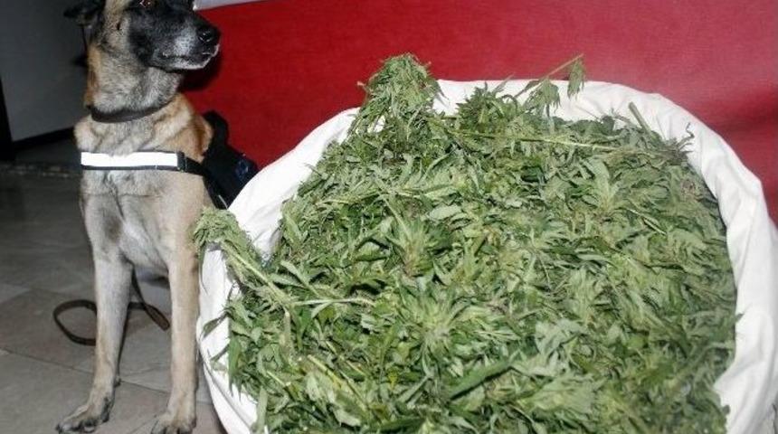 Ordu&rsquo;da Son 10 Yılın En B&uuml;y&uuml;k Esrar Operasyonu