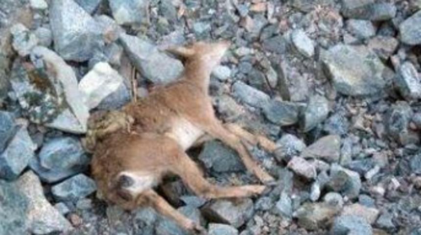 Milli Parklar'dan Yaban Ke&ccedil;isi Avlamayın Uyarısı: Cezası 12 Bin Liradan Başlıyor